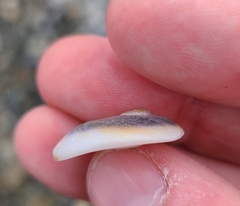 Sigapatella novaezelandiae