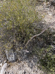 Peniocereus johnstonii