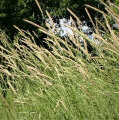 Alopecurus pratensis