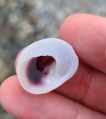 Sigapatella novaezelandiae