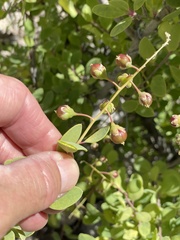 Stegnosperma halimifolium