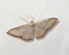 Idaea coercita
