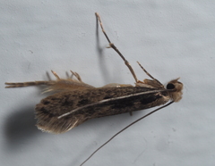Tinea pallescentella