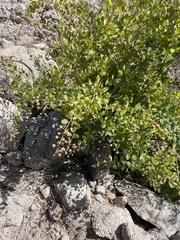 Stegnosperma halimifolium