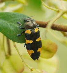 Castiarina rectifasciata