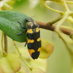 Castiarina rectifasciata