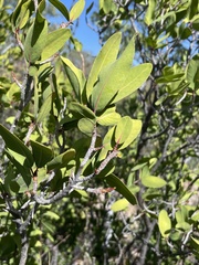 Pleradenophora bilocularis