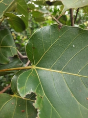 Ficus arnottiana