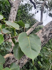 Ficus arnottiana