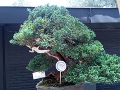 Juniperus coahuilensis