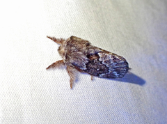Pernattia pusilla