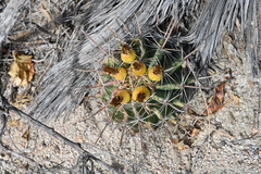 Ferocactus townsendianus
