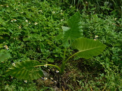 Alocasia macrorrhizos