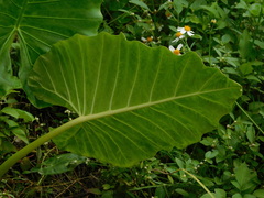 Alocasia macrorrhizos
