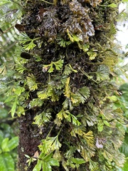 Elaphoglossum peltatum