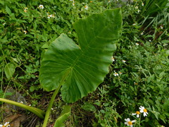 Alocasia macrorrhizos
