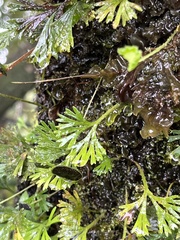 Elaphoglossum peltatum