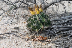 Ferocactus townsendianus