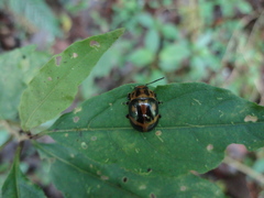 Platyphora diagonalis