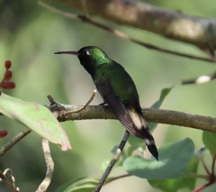 Riccordia ricordii