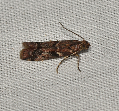 Ephestiopsis oenobarella