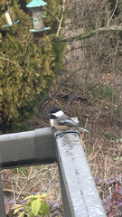 Poecile atricapillus