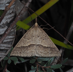 Epidesmia hypenaria