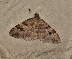 Epyaxa subidaria