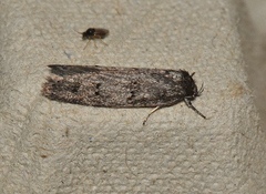 Ericrypsina ductaria