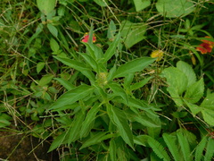 Ocimum × africanum