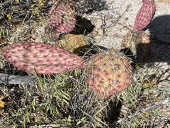 Opuntia caboensis