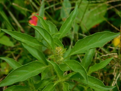 Ocimum × africanum
