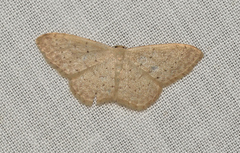Idaea epicyrta