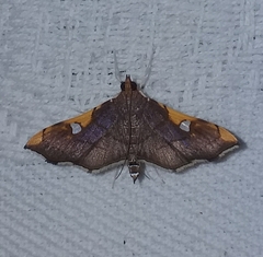 Coenostolopsis apicalis