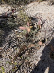 Opuntia caboensis