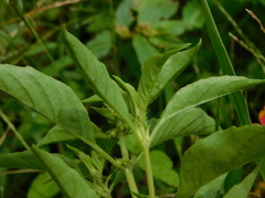 Ocimum × africanum