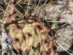 Opuntia caboensis