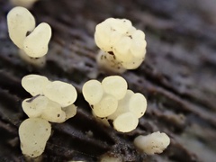 Calocera pallidospathulata
