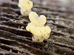 Calocera pallidospathulata