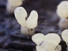 Calocera pallidospathulata
