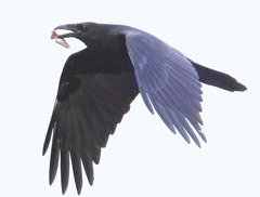 Corvus cryptoleucus