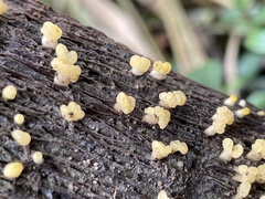 Calocera pallidospathulata