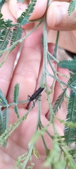 Rhinotia phoenicoptera