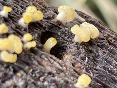 Calocera pallidospathulata