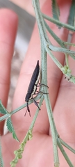 Rhinotia phoenicoptera