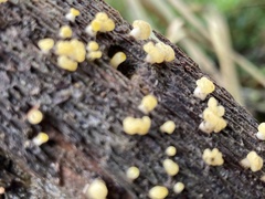 Calocera pallidospathulata