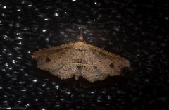 Philogethes metableta