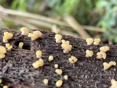 Calocera pallidospathulata