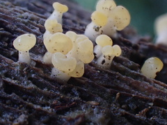 Calocera pallidospathulata