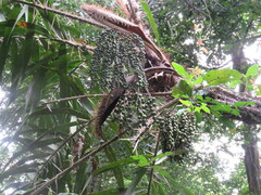 Arecoideae